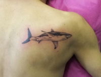 /uploads/tattoos/previews/GREAT WHITE SHARK