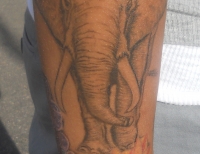/uploads/tattoos/previews/Elephant
