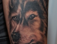 /uploads/tattoos/previews/dog portrait